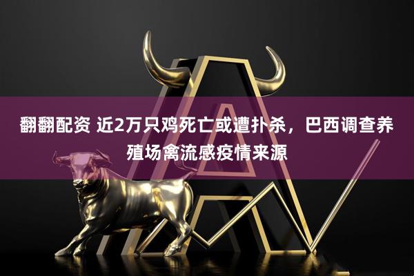翻翻配资 近2万只鸡死亡或遭扑杀，巴西调查养殖场禽流感疫情来源